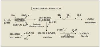 2. Irudia